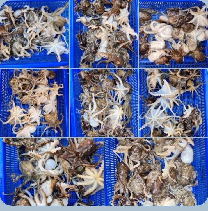 4월 24일 대성호 봄주꾸미 조황입니다~