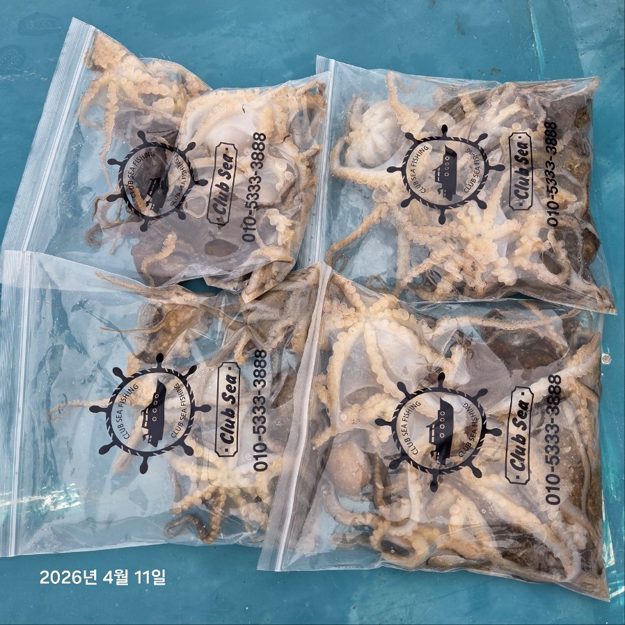 4월11일 마린호 봄쭈조황~