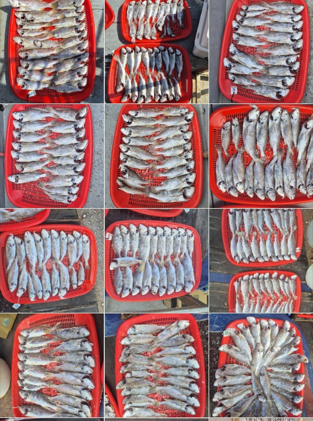 7월25일 뉴대성호 백조기조황