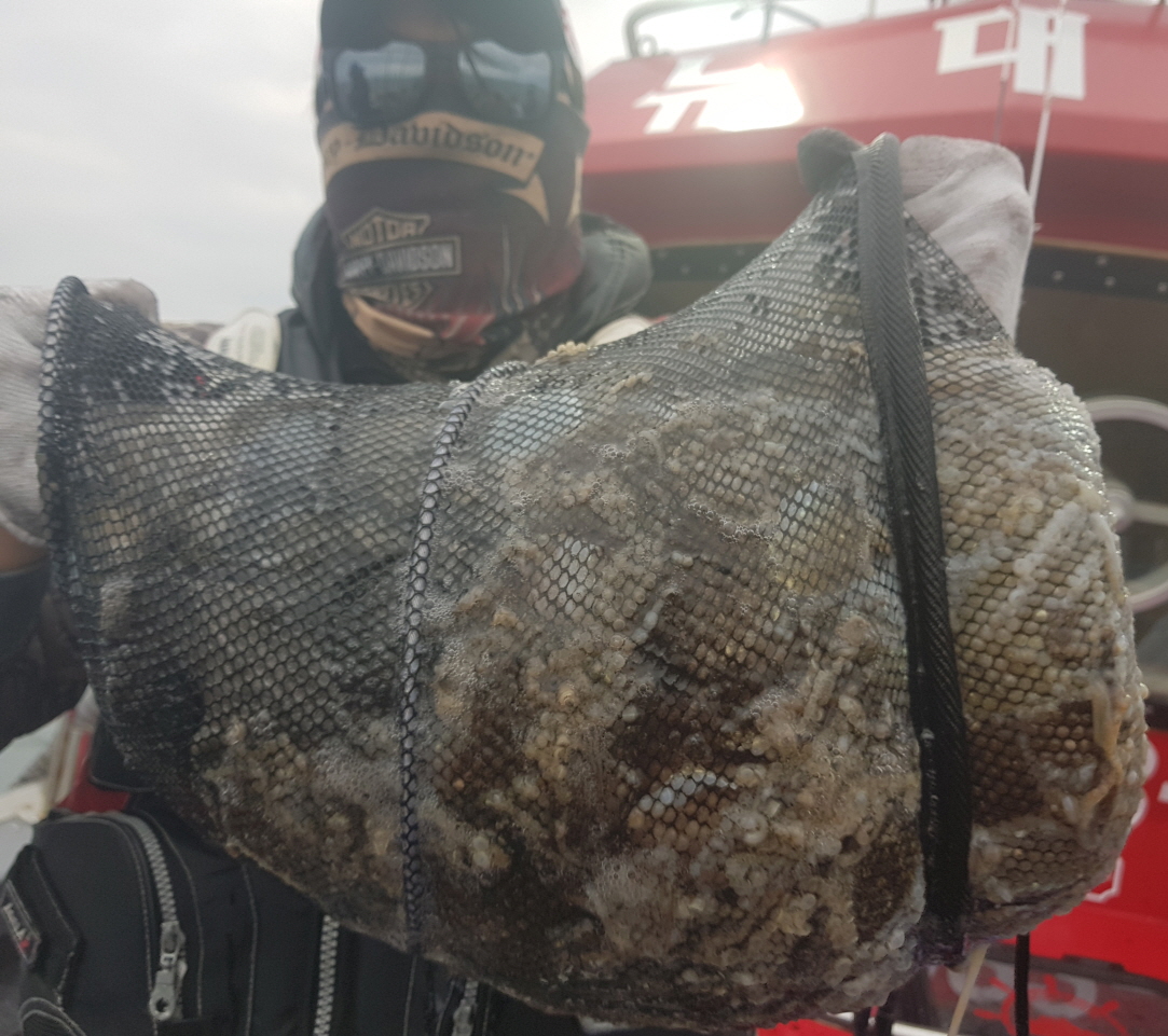 11월 13일 대성호 뉴대성호 대성1호 뉴해랑호 해성호 진영호 쭈꾸미조황