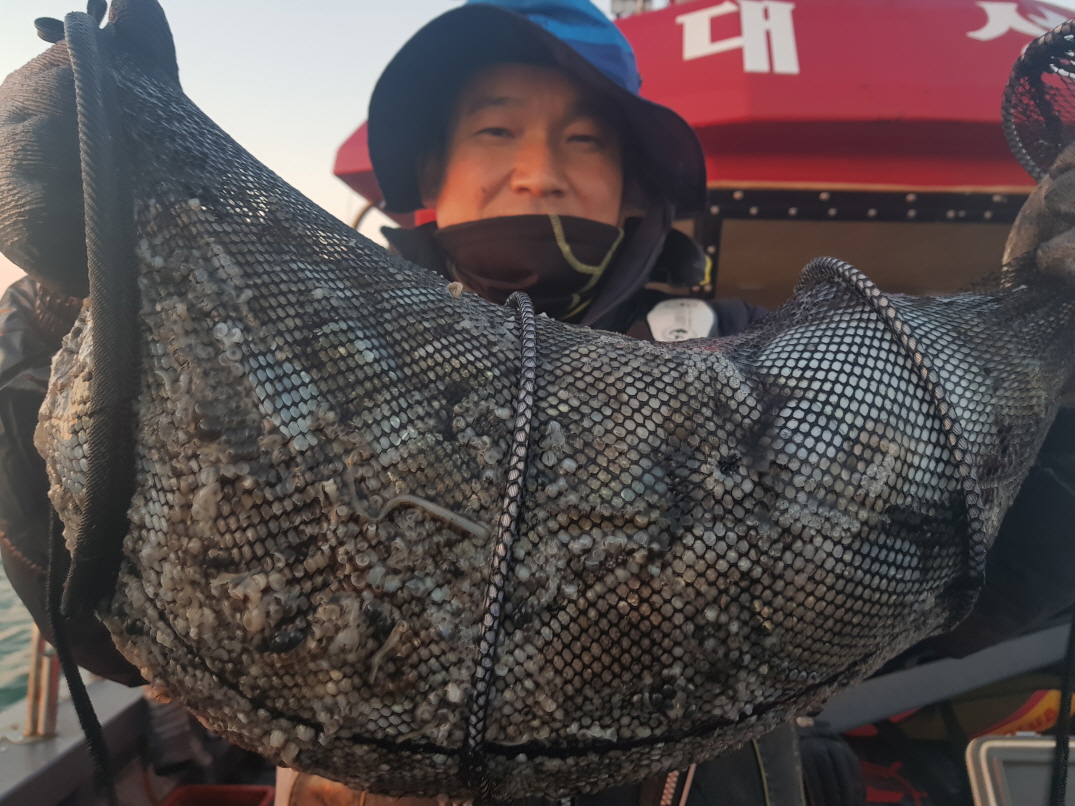 11월 12일 대성호 뉴대성호 대성1호2호 뉴해랑호 해성호 진영호 쭈꾸미조황