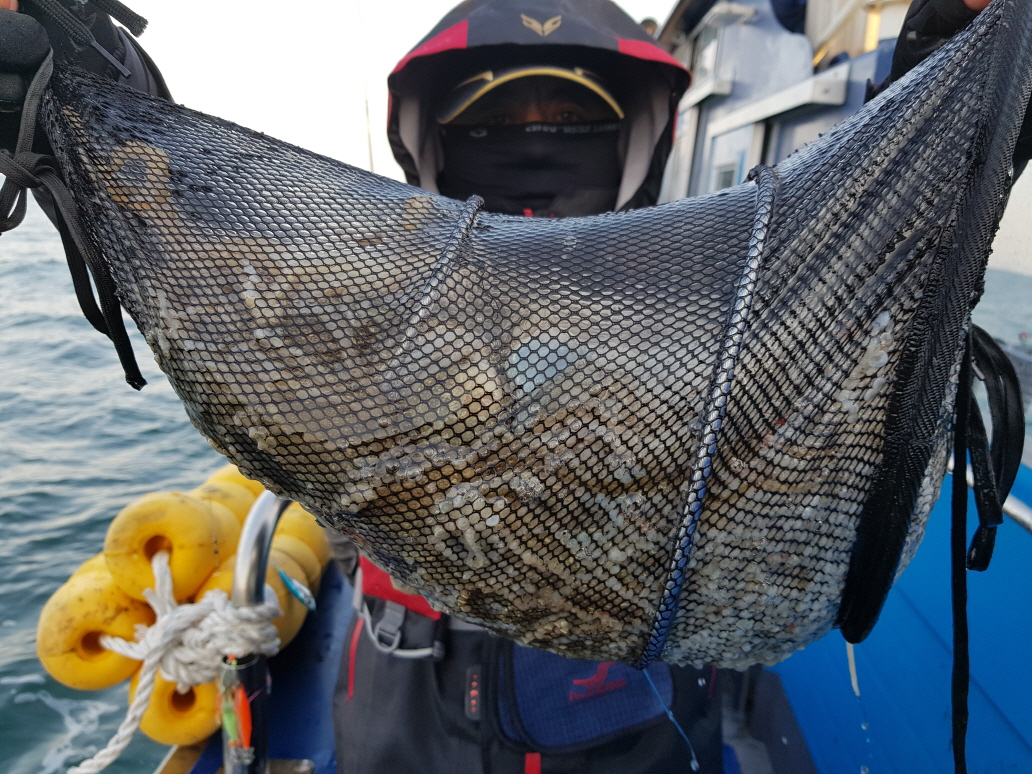 11월16일 대성호,뉴대성호 주꾸미조황