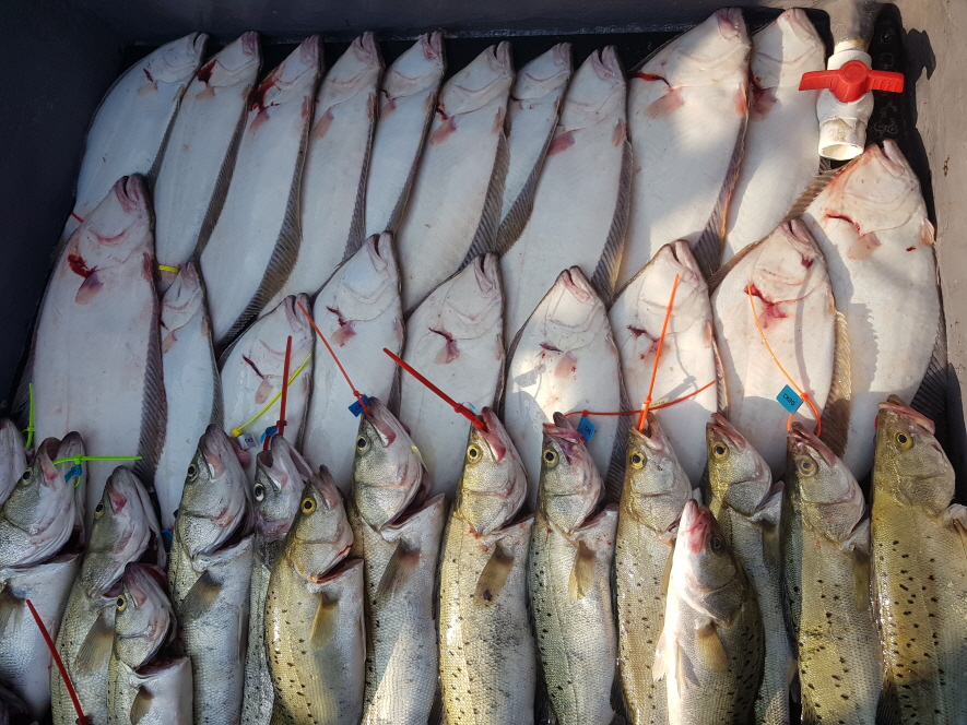 대성호 6월23-24일 다운샷 + 생새우외수질