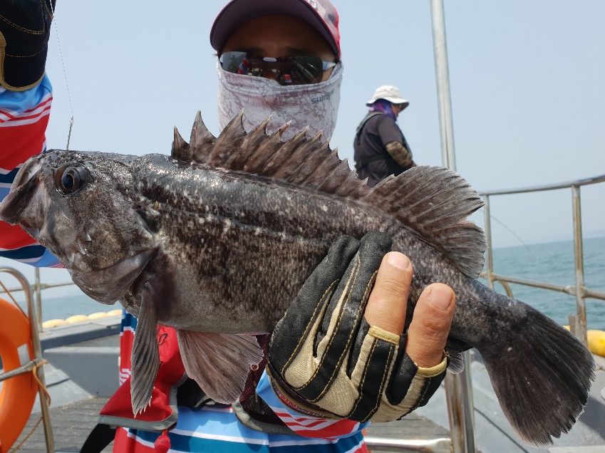 6월23일 뉴대성호 백조기?우럭? 조황