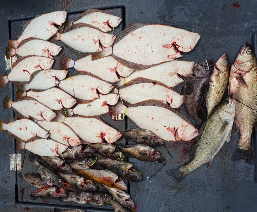 6월 30일 뉴대성호 외수질+다운샷