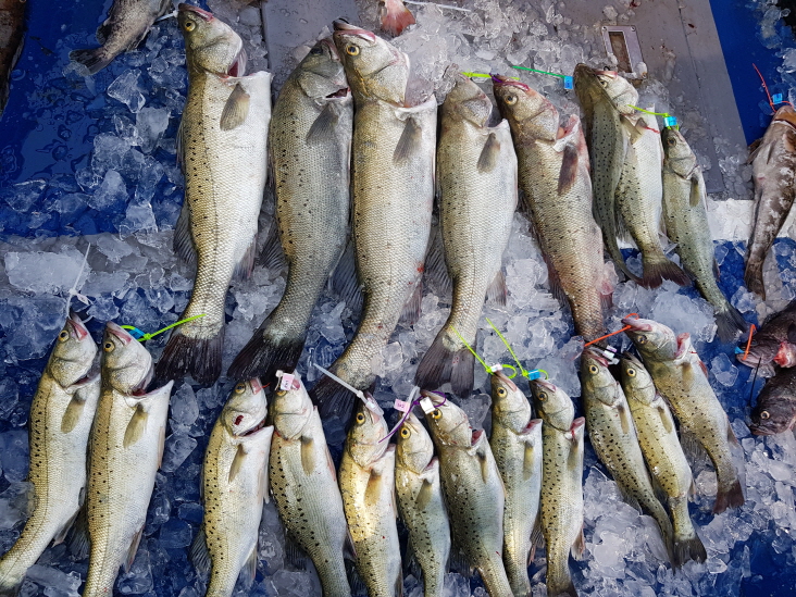 7월28일 대성호 농어외수질 + 광어조황