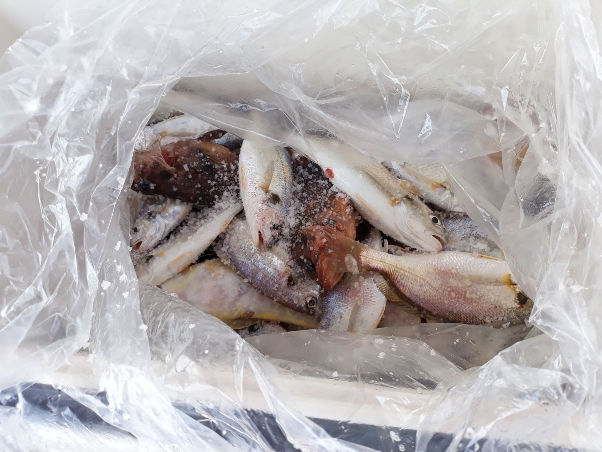 7월 8일 진영호 백조기 조황입니다