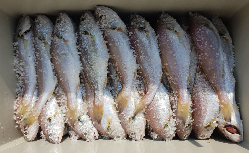 7월28일 뉴대성호 백조기조황