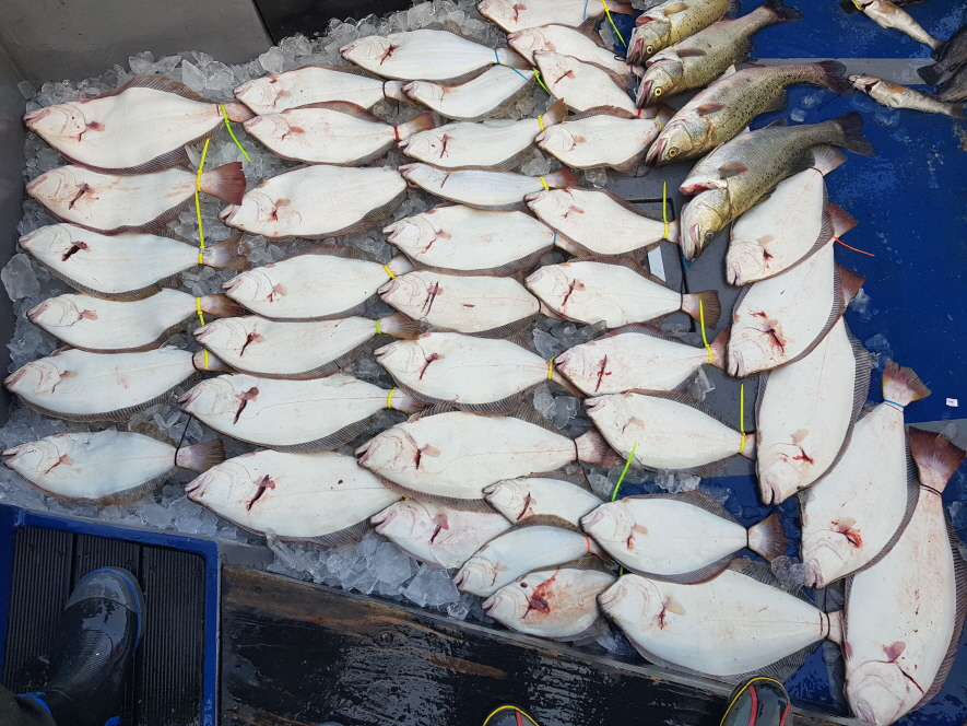 7월21 대성호 다운샷 + 생새우 외수질