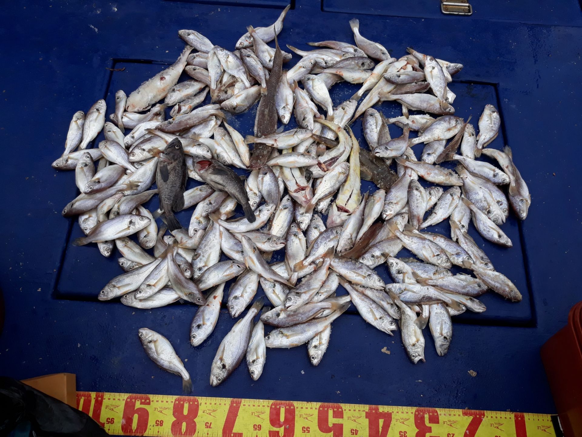 7월22일 진영호 백조기조황