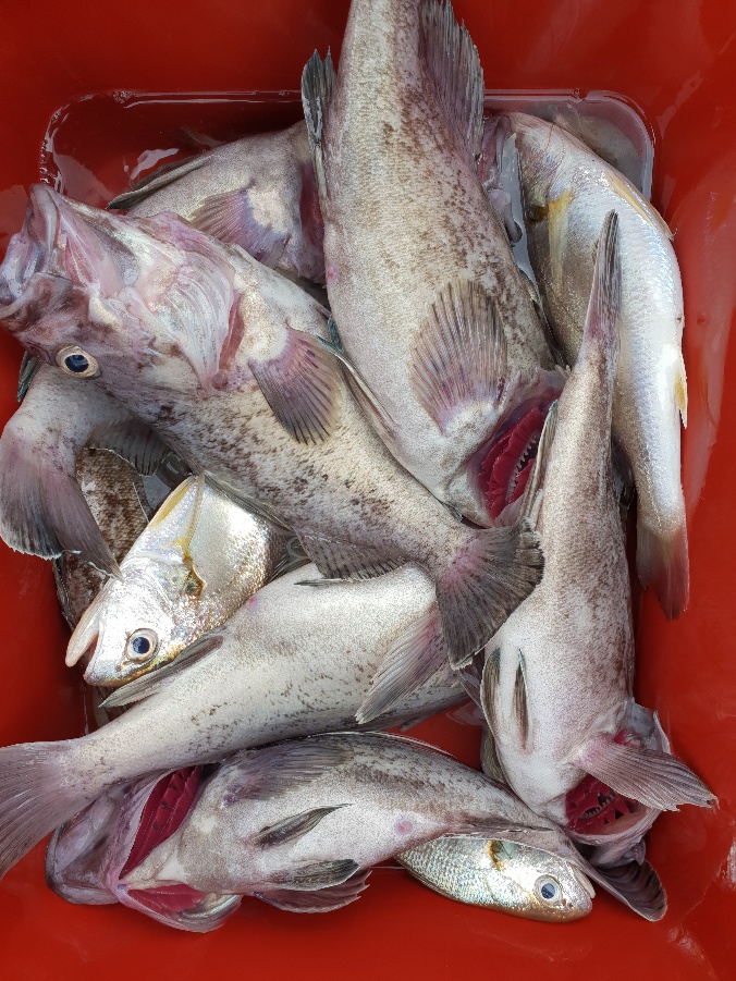 7월 6일 뉴대성호 농어외수질+백조기