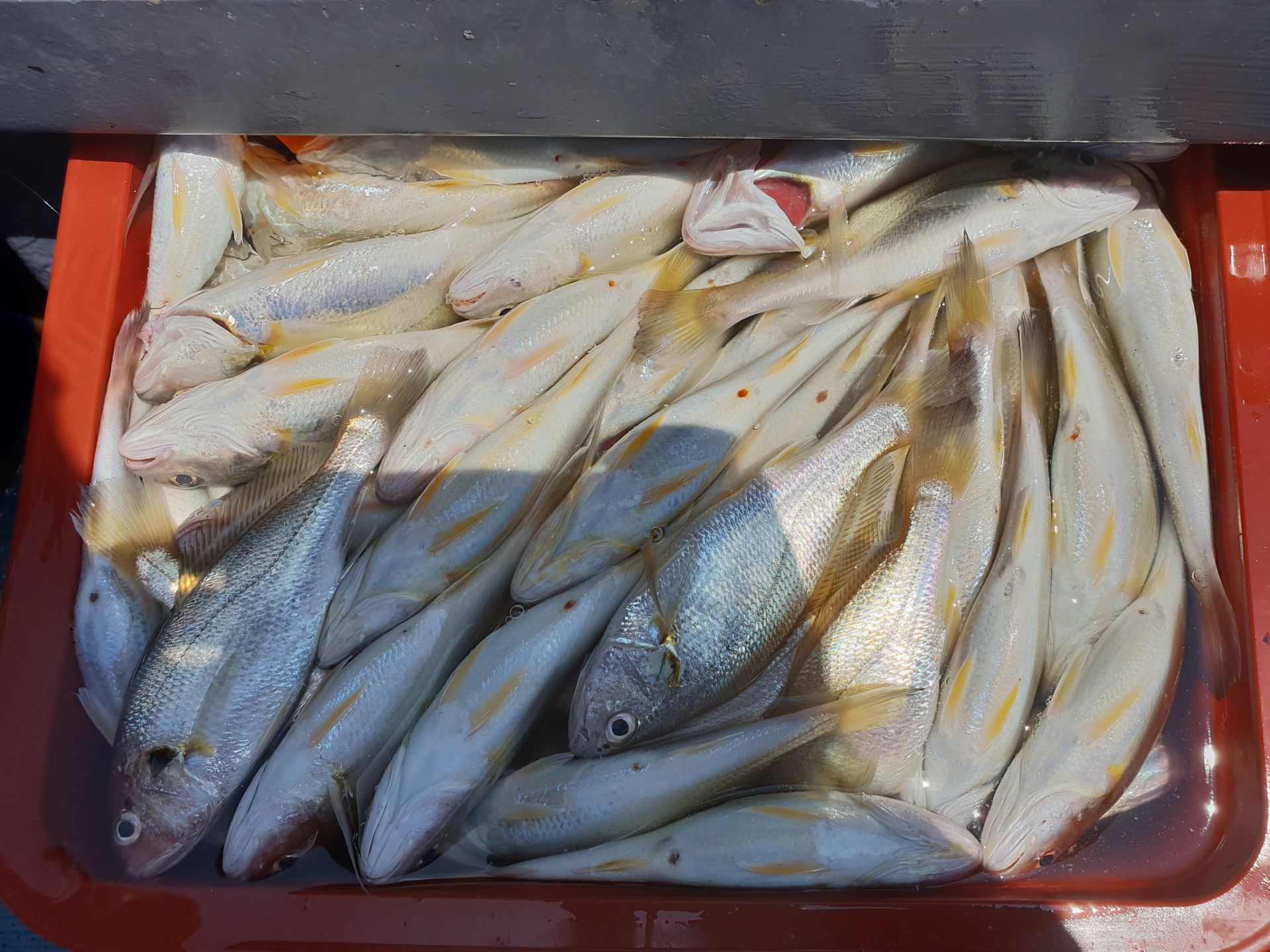 실시간 백조기 잘나와주네요