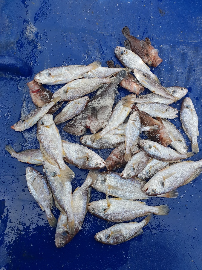 7월 7일 뉴대성호 백조기조황