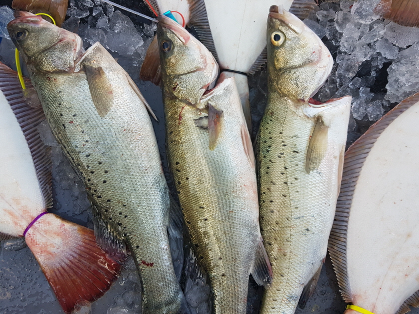 7월14일 대성호 외수질 + 다운샷조황