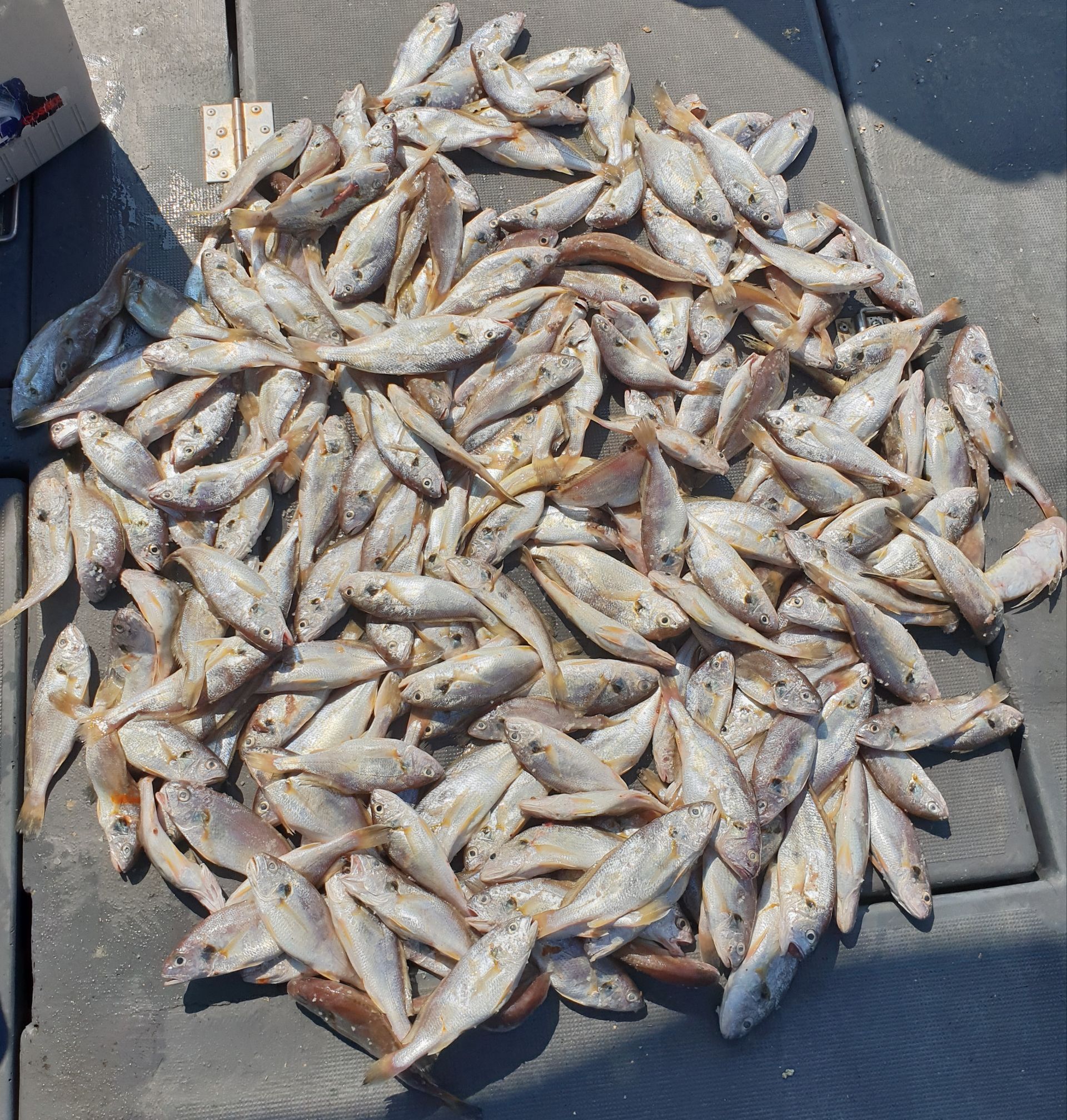 7월 21일 뉴대성호 백조기조황