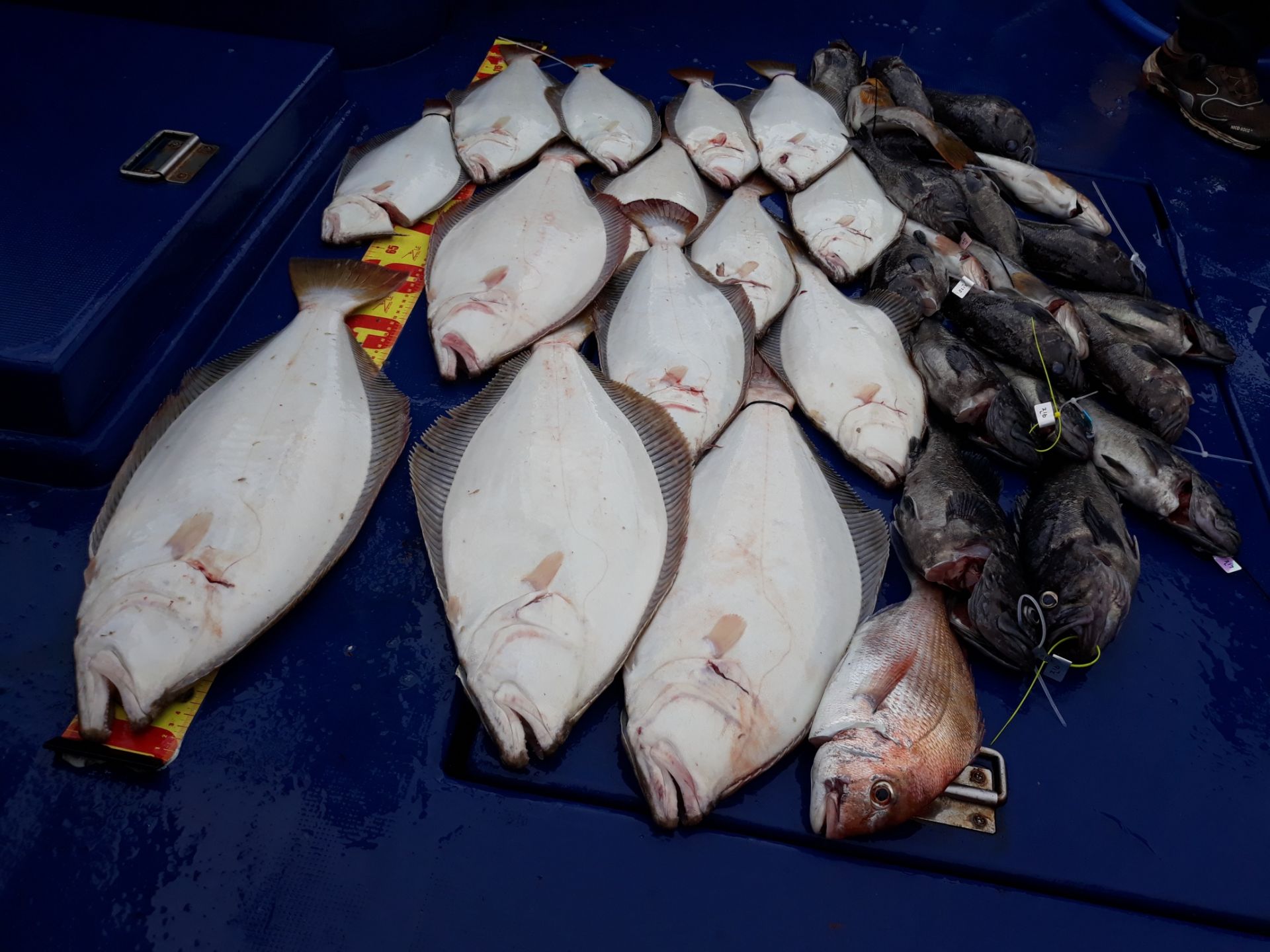 7월7일 진영호 다운샷 조황