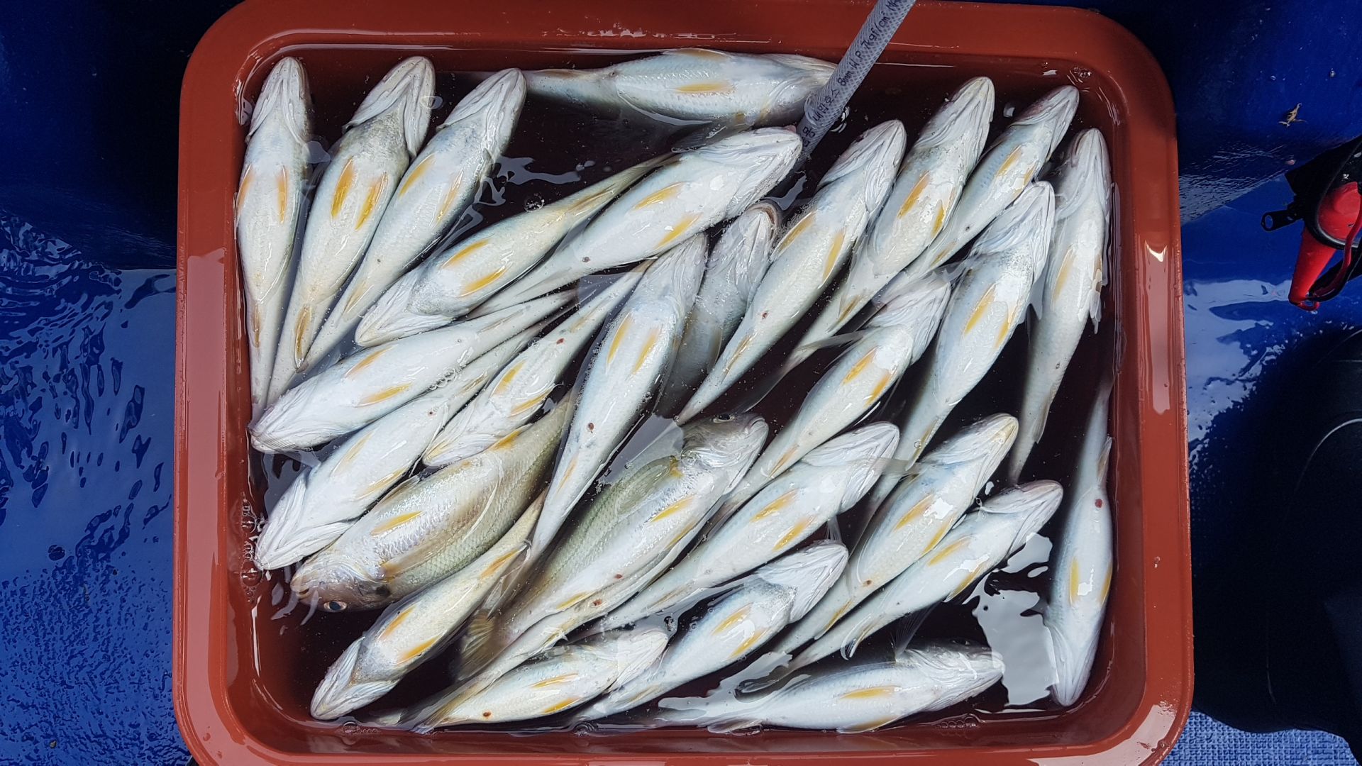 백조기 실시간 조황