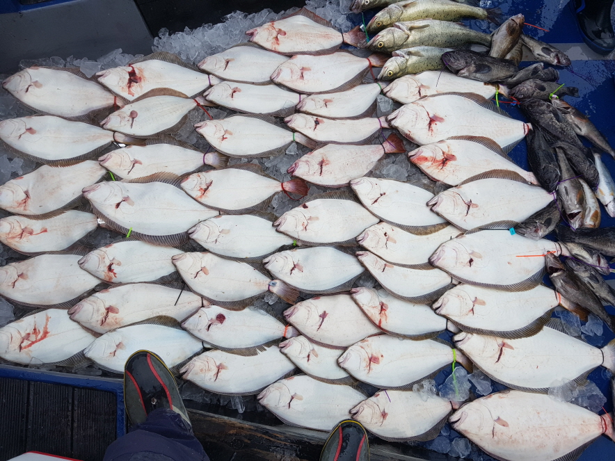 7월11일 대성호 다운샷 + 생새우외수질