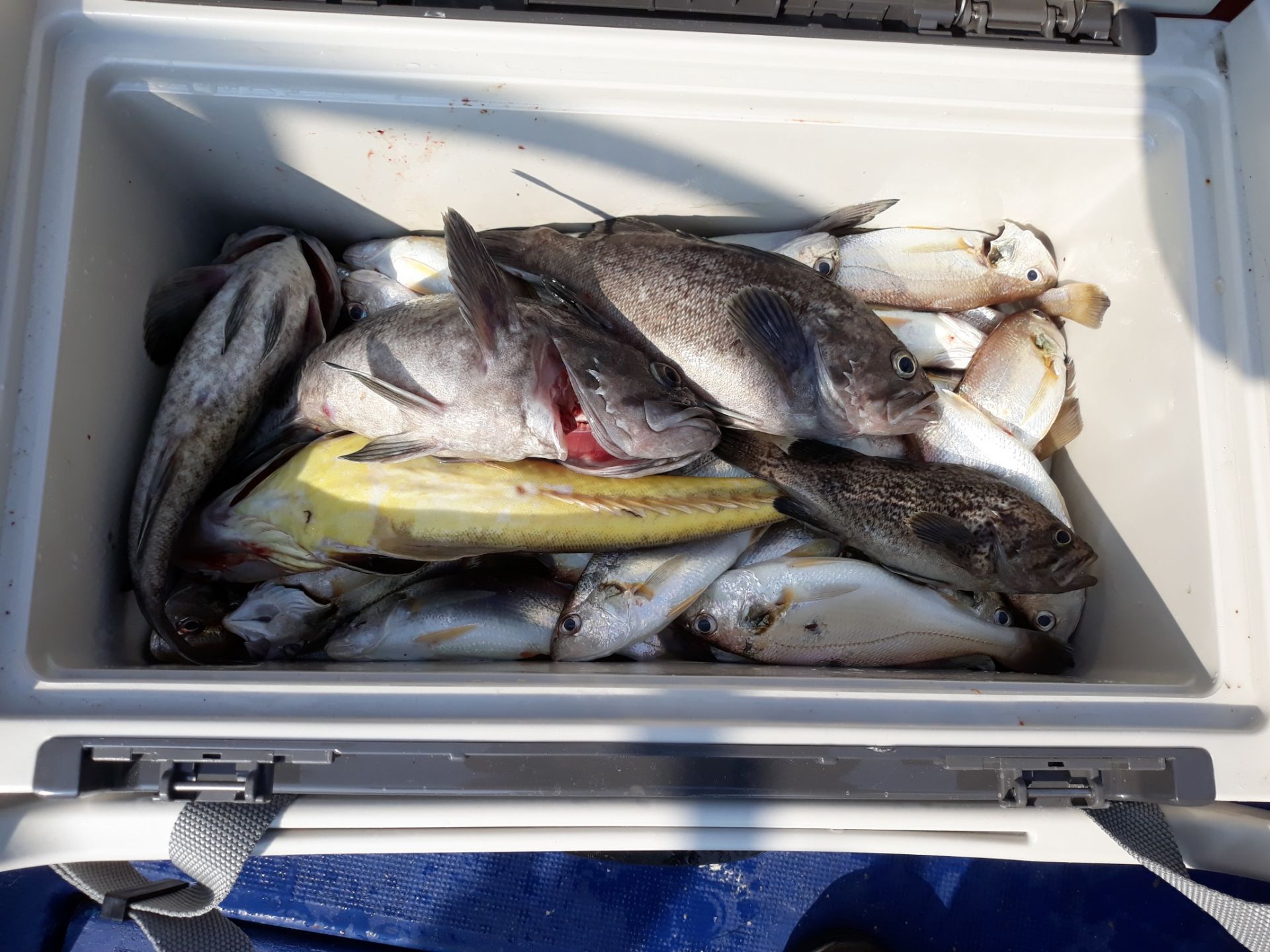 7월21일 진영호 백조기 조황