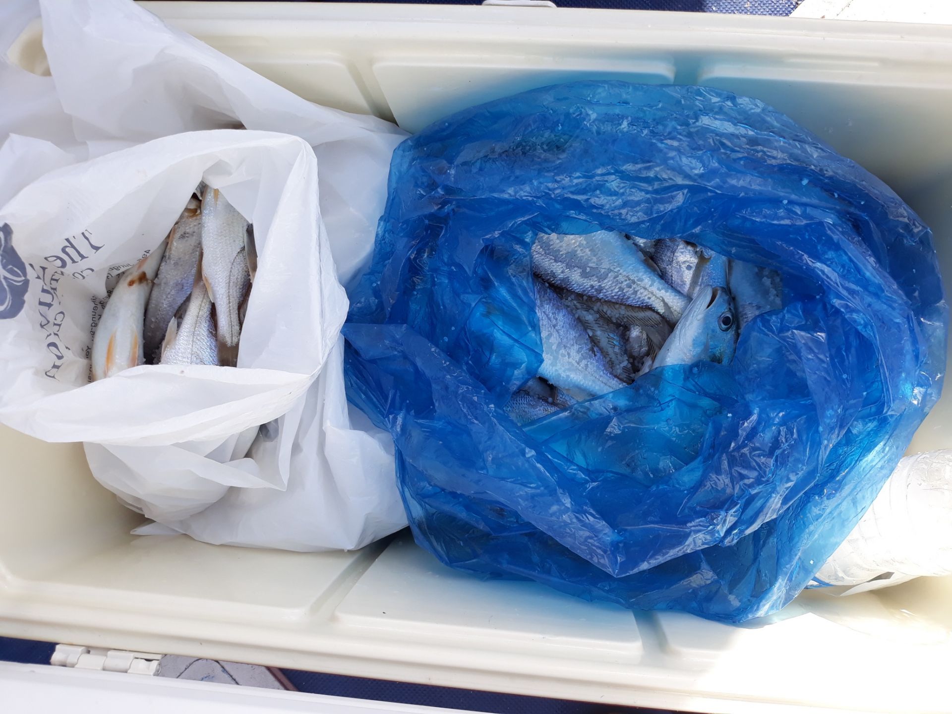 8월18일 진영호 백조기조황