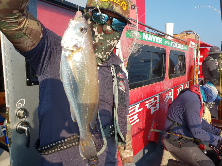 8월8일 뉴대성호 백조기조황