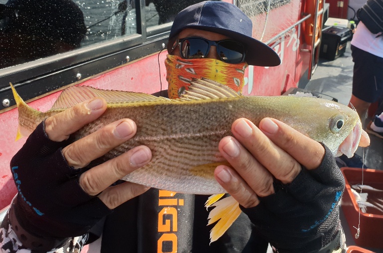 8월4일 뉴대성호 백조기조황