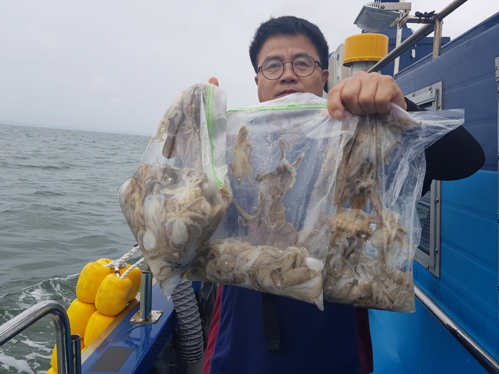 9월3일 대성호 쭈꾸미조황