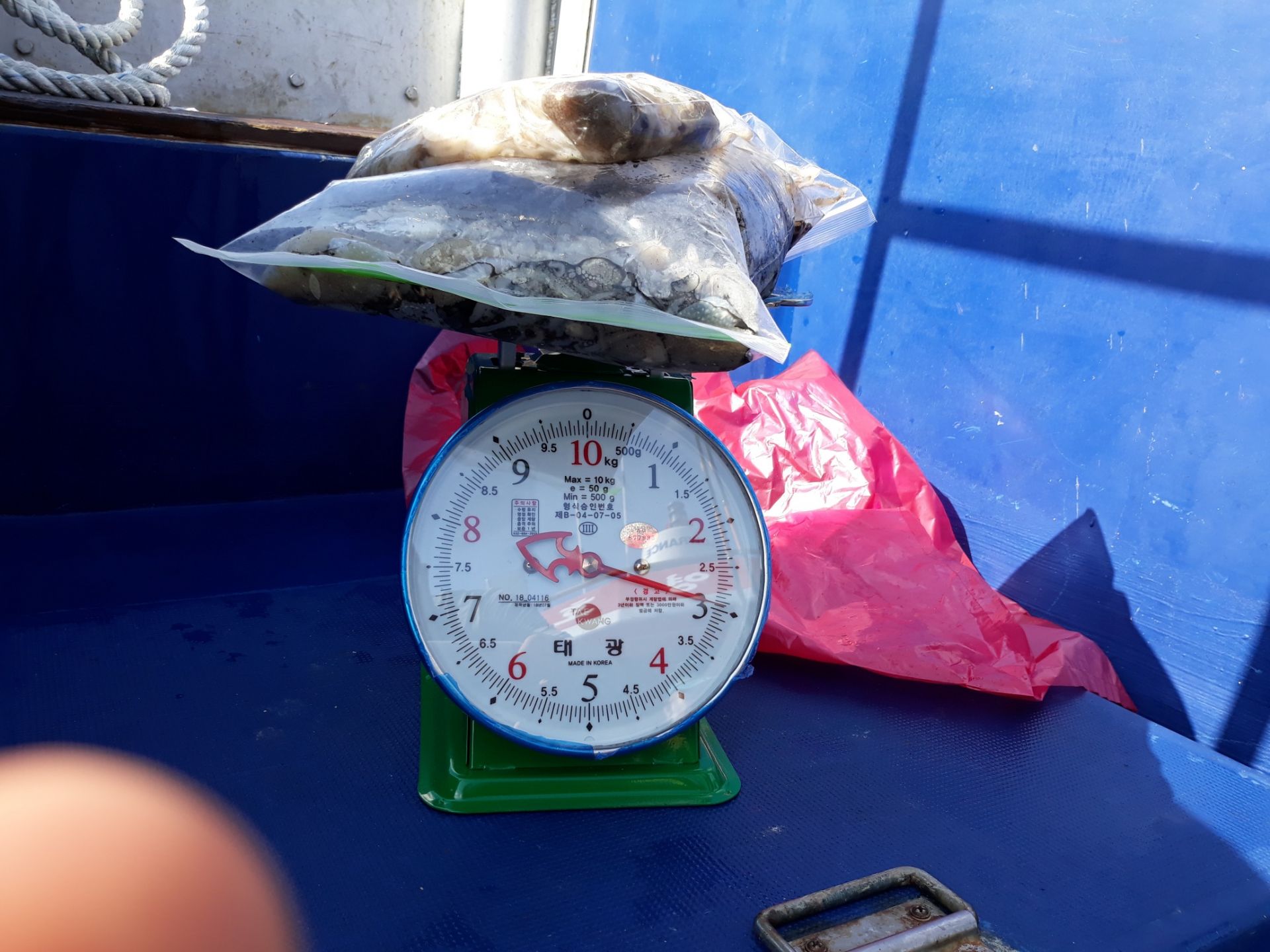 9월1일 진영호 쭈꾸미 조황