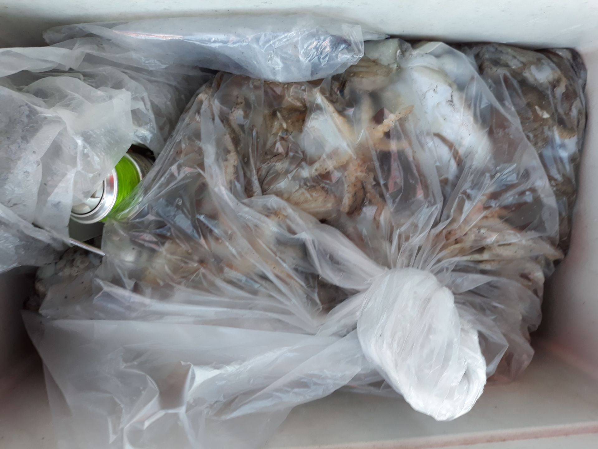 9월 24일 "추석" 진영호 쭈꾸미 조황