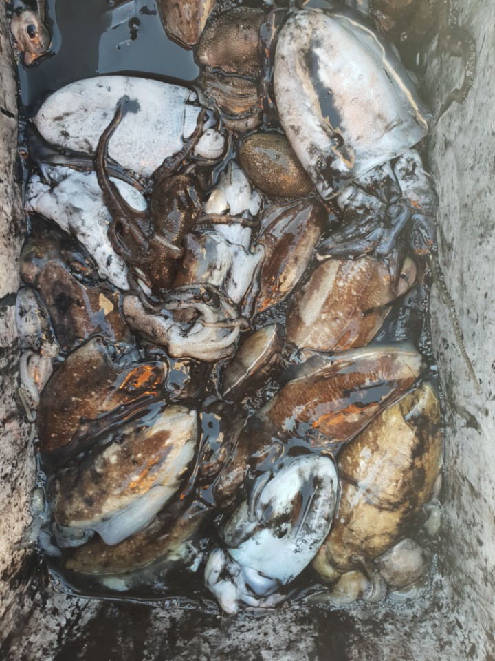 9월29일 동백호 갑오징어 조황