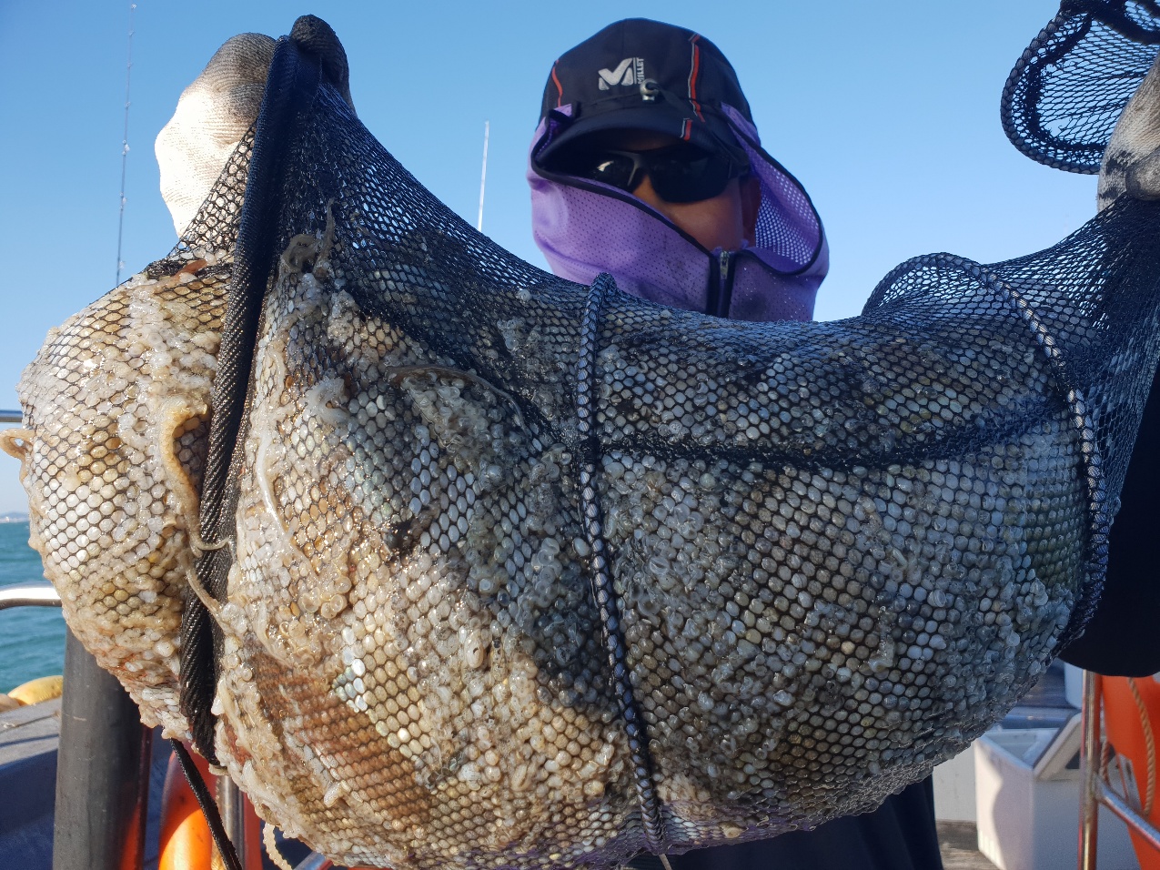 9월17일 뉴대성호 주꾸미올조황