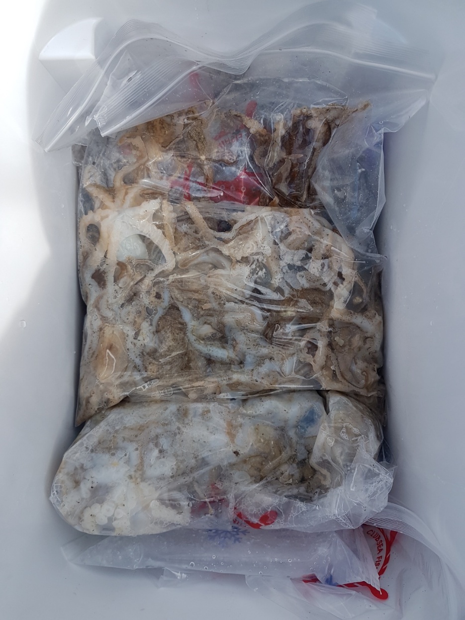 9/13일 진영호 쭈꾸미 조황!!!