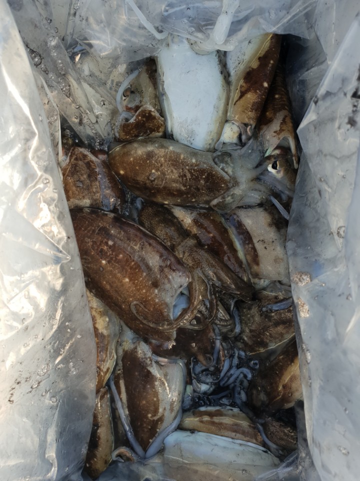 9월27일 동백호 갑오징어 4분조황