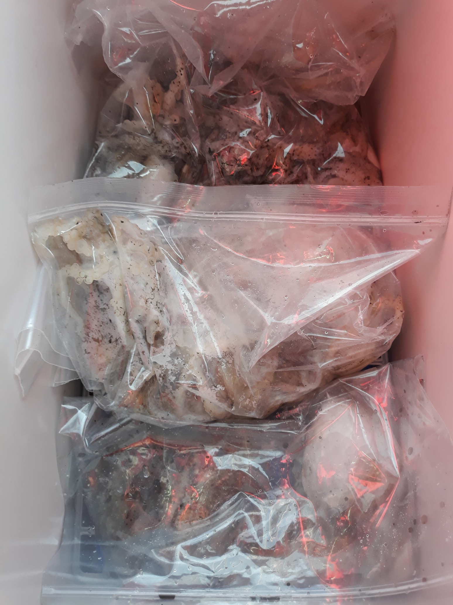 9월29일 진영호 쭈꾸미 조황