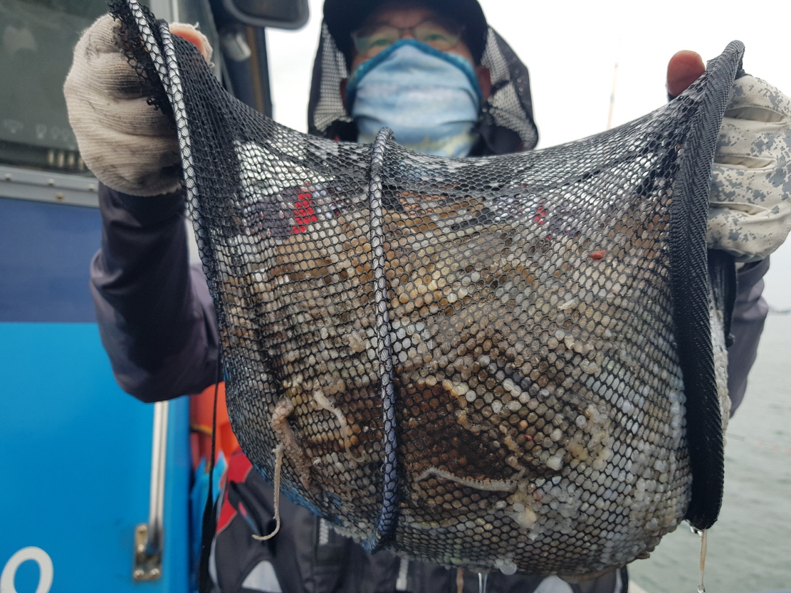 9월 19일 대성호 쭈꾸미조황