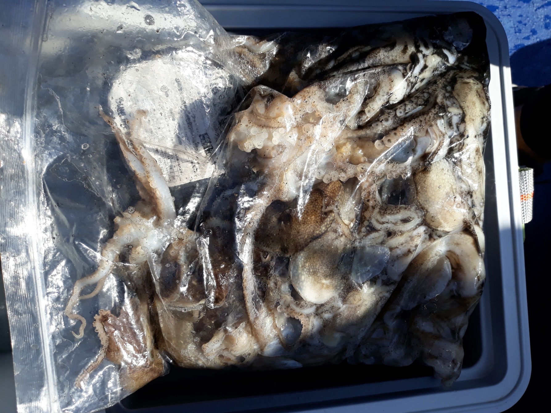 9월 17일 진영호 쭈꾸미 조황