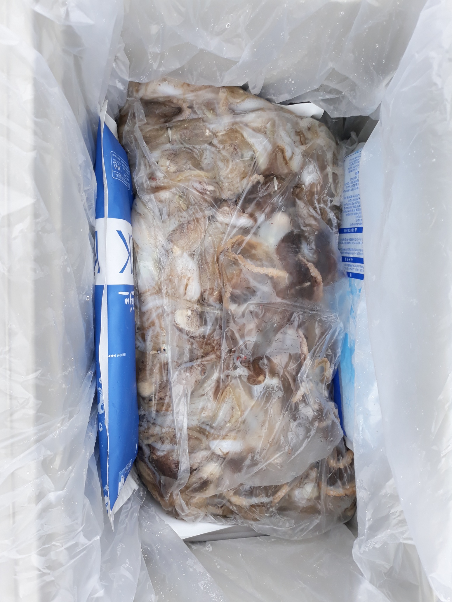 9월20일 진영호 쭈꾸미 조황