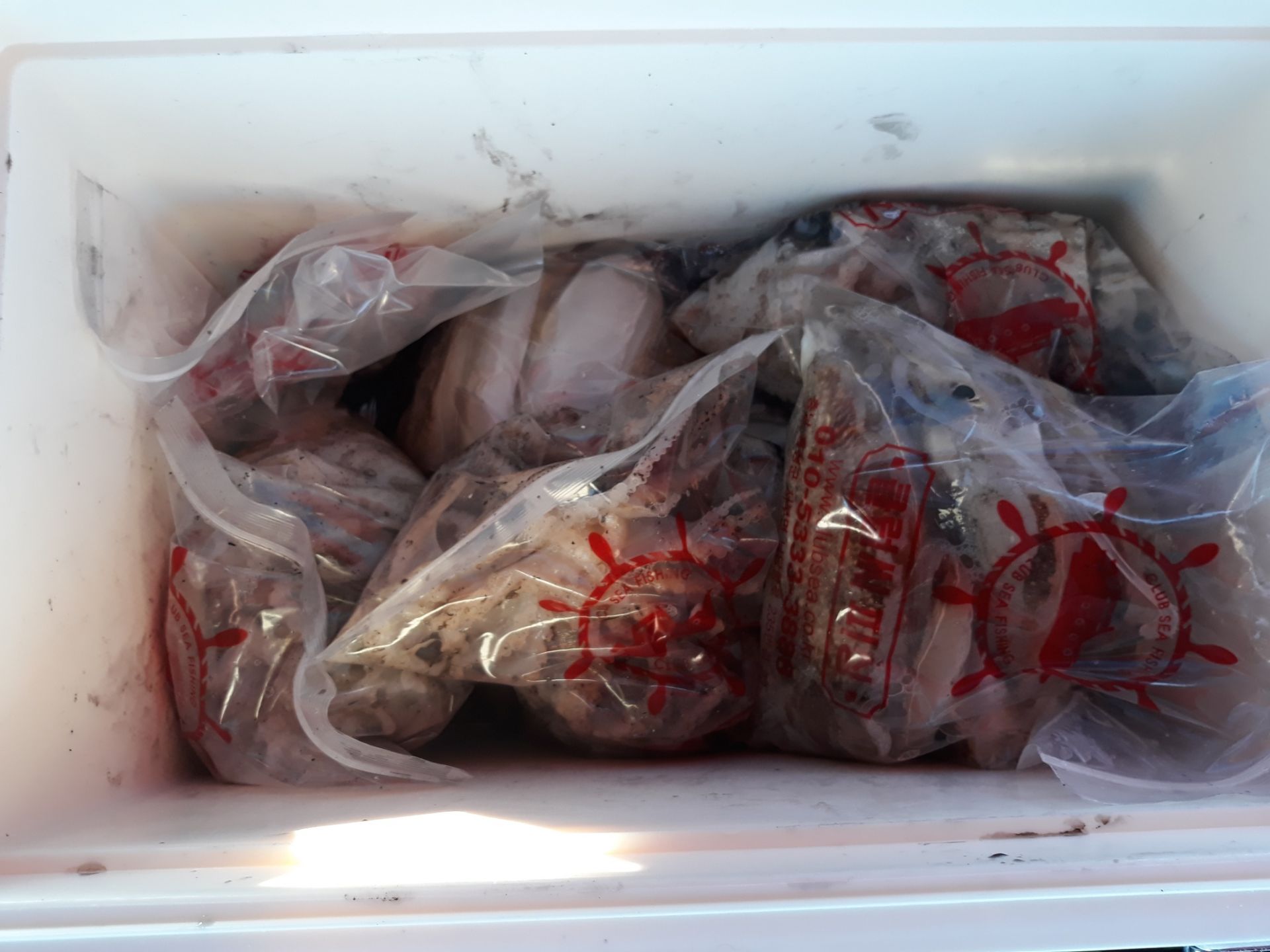 10월 3일 진영호 쭈꾸미 조황