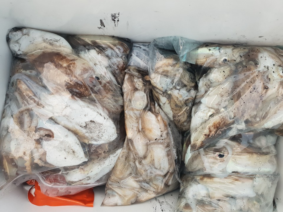10월15일 동백호 갑오징어조황