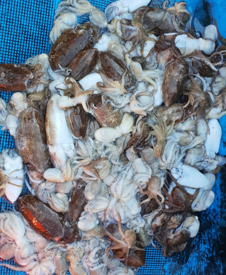 10월19일 동백호 갑오징어 조황