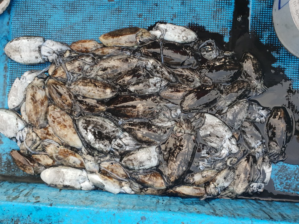 10월16 동백호 갑오징어 조황