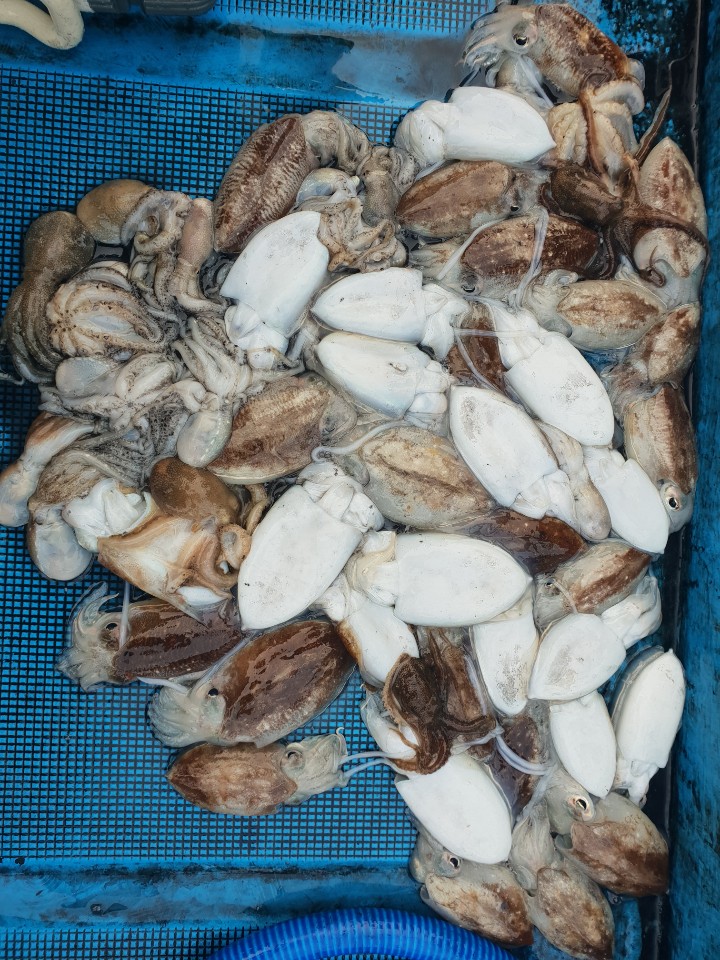 11월6일 동백호 갑오징어조황