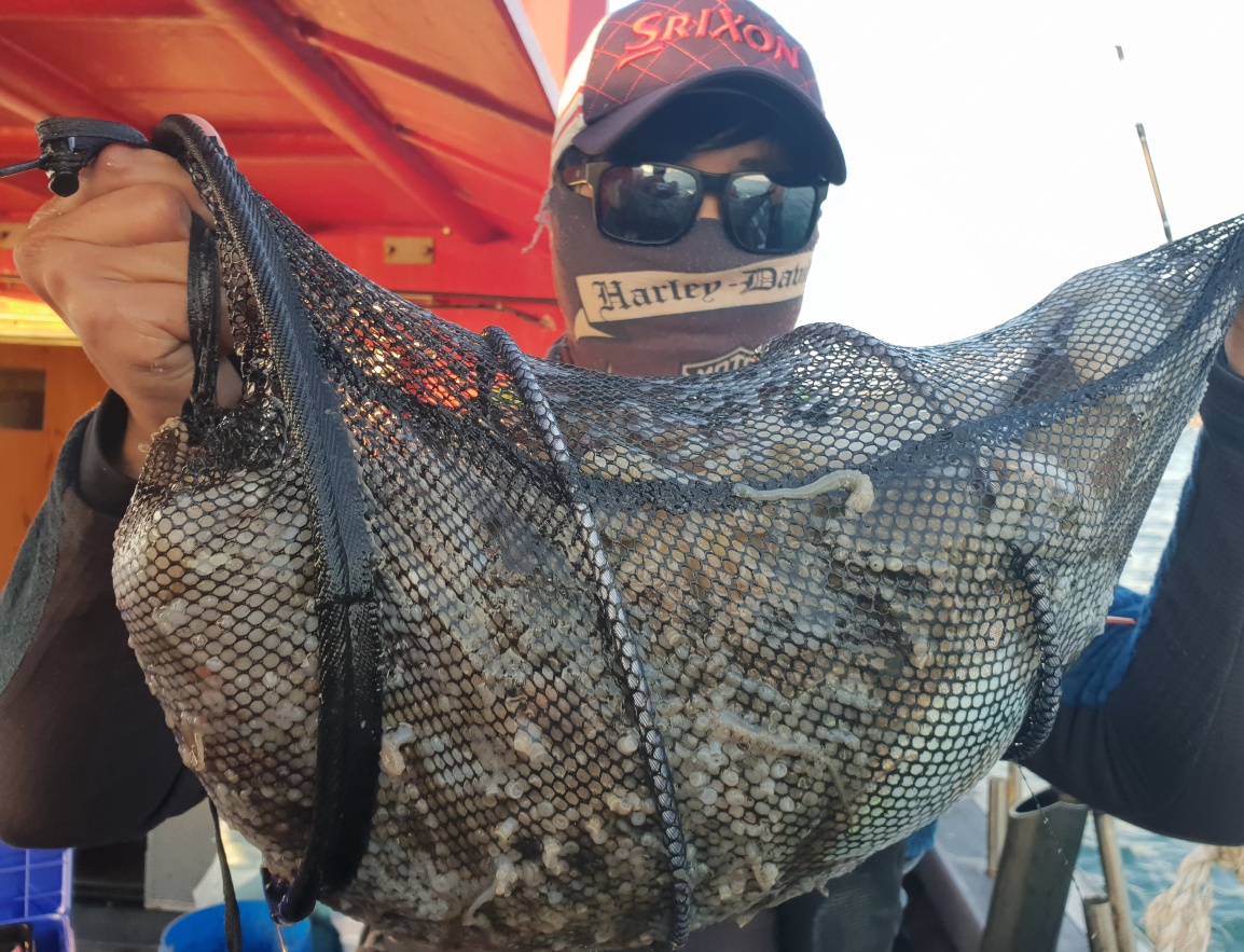 11월2일 뉴대성호 주꾸미조황