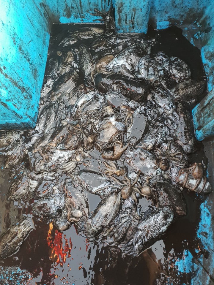 11월2일 동백호 쭈갑조황