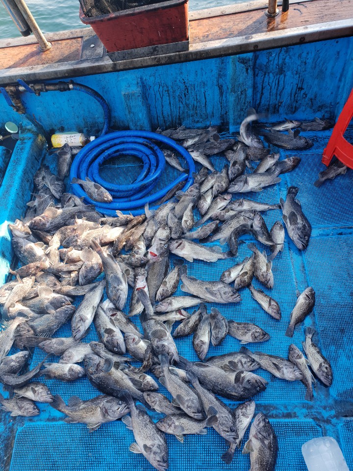 11월3일 동백호 우럭조황