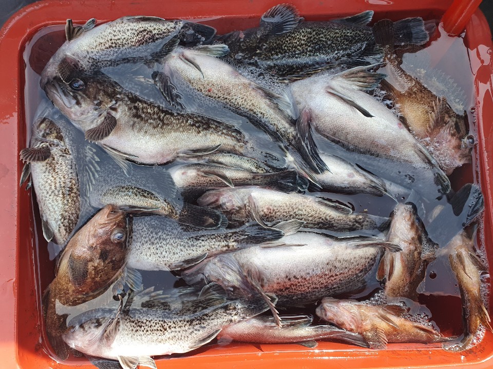 4월28일 뉴대성호 내만우럭조황