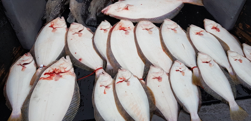 4월27일 대성호 먼바다 우럭조황