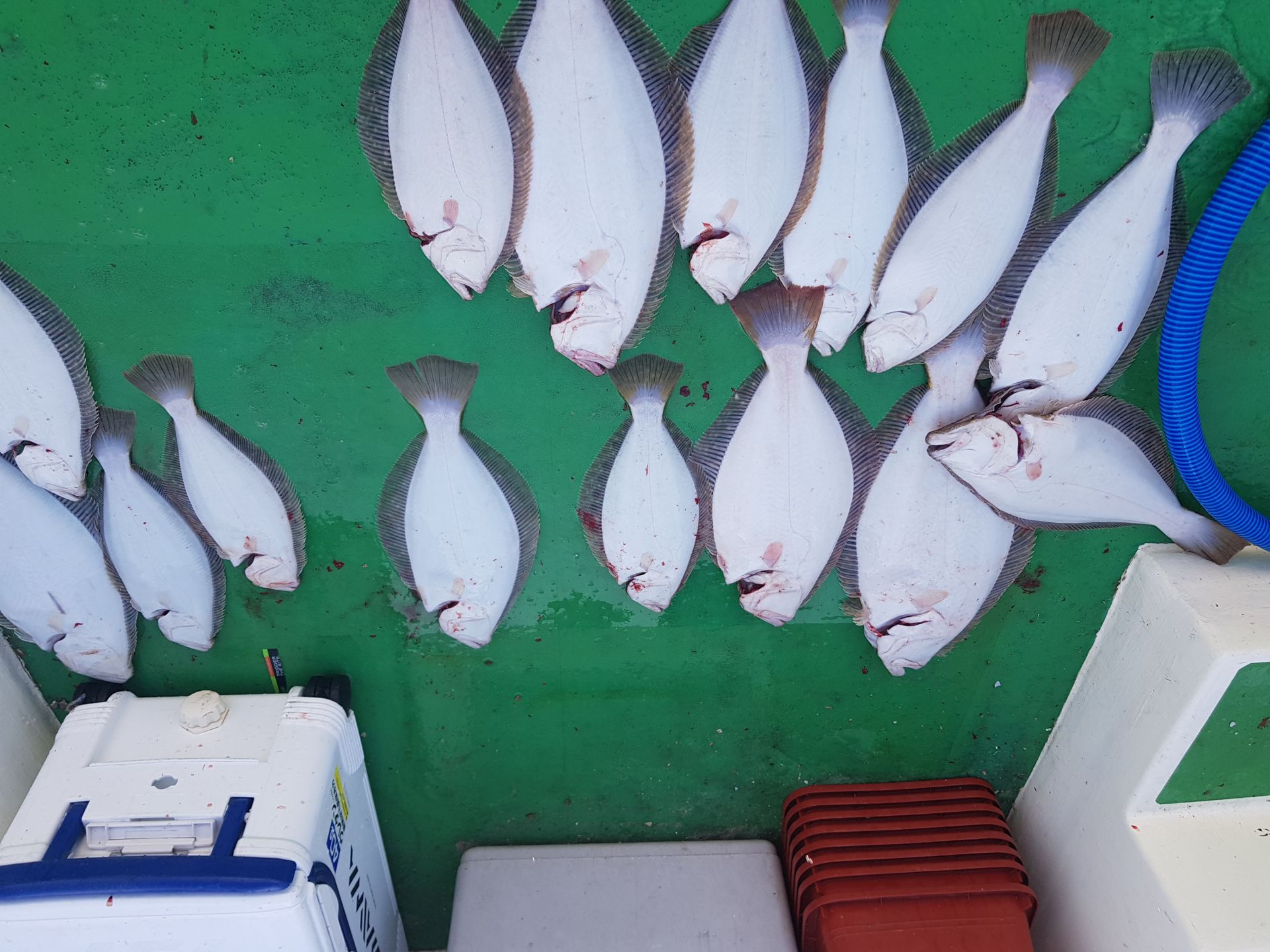 4월28일 뉴궁리호 중외만 조황