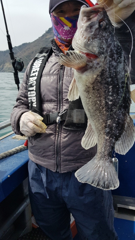 4월16일 대성호 먼바다 우럭,광어조황