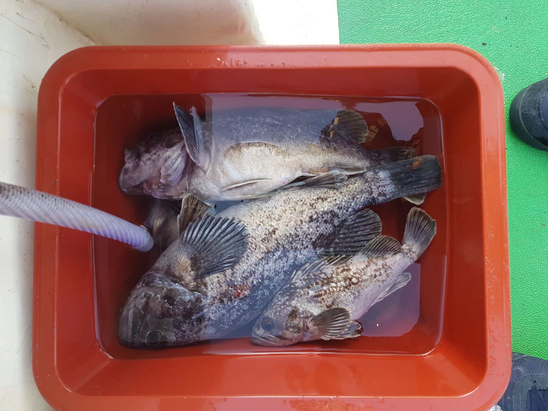 4월21일 뉴궁리호 조황 임니다